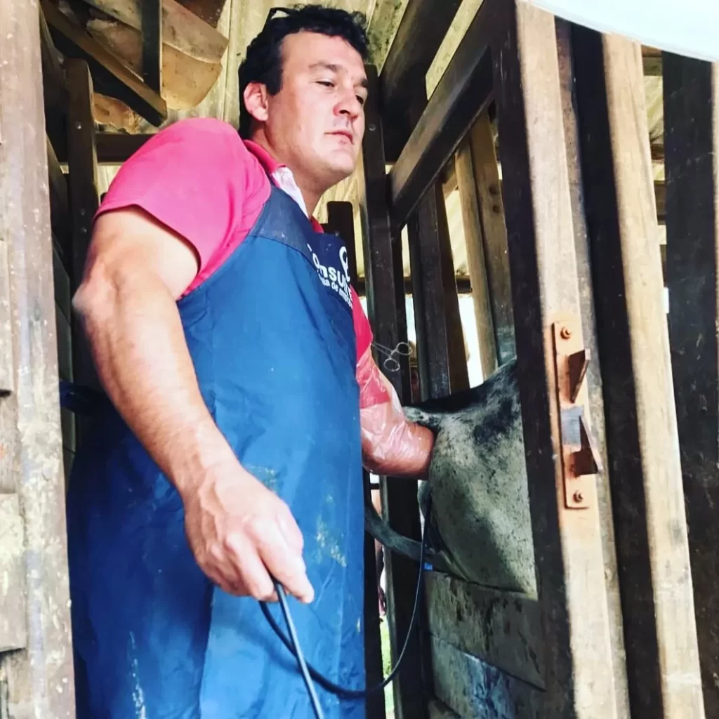 Procedimento de inseminação artificial realizado em bovinos, com acompanhamento técnico na fazenda.