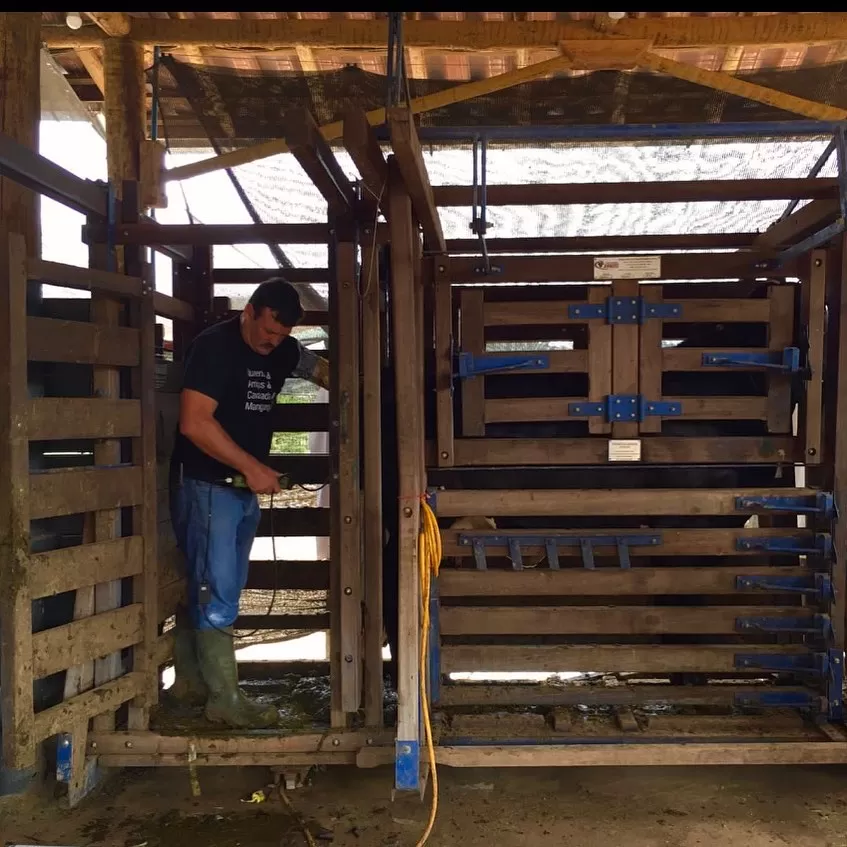 Veterinário utilizando ultrassonografia com doppler para avaliação reprodutiva em uma vaca no campo.