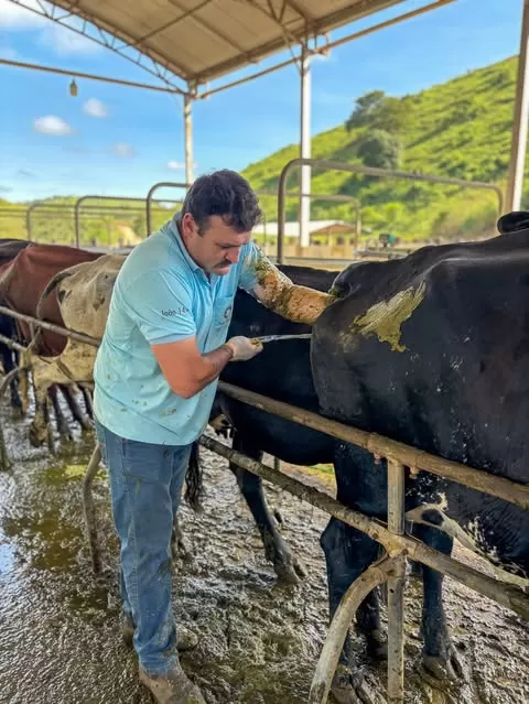 Transferência de embriões realizada em fazenda para o melhoramento genético do rebanho