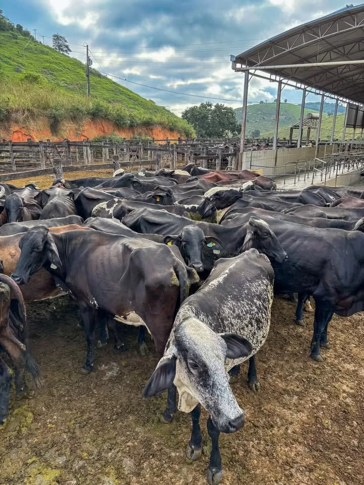 Médico veterinário realizando ultrassonografia em vaca no campo para auxiliar na reprodução bovina.